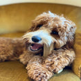 Load image into Gallery viewer, Bamboodles T Bone Chew Toy for Dogs Medium 6Inch Peanut Butter Flavour