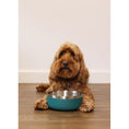 Load image into Gallery viewer, Rosewood Double Wall Stainless Steel Pet Bowl Insulated Dog Food Bowl Teal