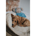 Load image into Gallery viewer, Rosewood My Dog Monkey Plush Toy Interactive Chew & Fetch Dog Toy