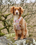 Load image into Gallery viewer, Pastel Petals - Supaw Strong™ Dog Harness (XS-XL): Medium