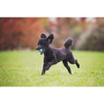 Load image into Gallery viewer, Chuckit! The Whistler Ball 1 Pack Large 7.3cm