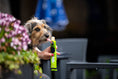 Load image into Gallery viewer, Woof&Brew Paw Pops for Dogs - Freeze Pops for Dogs