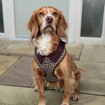 Load image into Gallery viewer, Cotswolds Check Adjustable Neck HARNESS: L