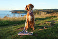 Load image into Gallery viewer, Bella's Jumper Supaw Strong Lite™ Dog Harness (XS-XL): XSmall