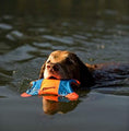 Load image into Gallery viewer, Chuckit! Flying Squirrel