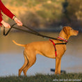 Load image into Gallery viewer, Halti Dog Harness