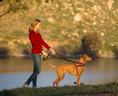 Load image into Gallery viewer, Halti Dog Training Lead