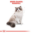 Load image into Gallery viewer, Royal Canin Ragdoll Adult Dry Cat Food