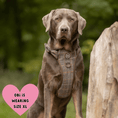 Load image into Gallery viewer, Trail & Glow Tweed Dog Harness & Lead Set - Colour Drops - Heritage Plaid: M