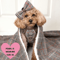 Load image into Gallery viewer, Trail & Glow Tweed Dog Harness & Lead Set - Colour Drops - Heritage Plaid: M