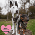Load image into Gallery viewer, Trail & Glow Tweed Dog Harness & Lead Set - Colour Drops - Heritage Plaid: XS