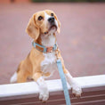 Load image into Gallery viewer, Dog Collar, Pouch and Lead Set - Blue Tweed & Velvet: No engraving / Medium