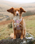 Load image into Gallery viewer, Pastel Petals - Supaw Strong™ Dog Harness (XS-XL): Small