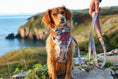 Load image into Gallery viewer, Bella's Jumper Supaw Strong Lite™ Dog Harness (XS-XL): XSmall
