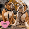 Load image into Gallery viewer, Trail & Glow Tweed Dog Harness & Lead Set - Colour Drops - Heritage Plaid: S
