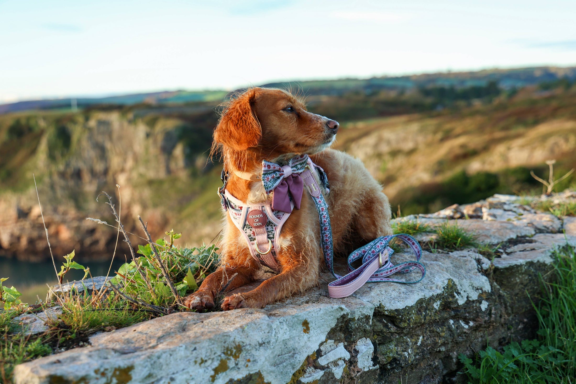 Bella's Jumper Supaw Strong Lite™ Dog Harness (XS-XL): Medium