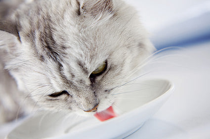 Drop – in Visits  / Cat or Kitten