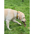 Load image into Gallery viewer, Doodles Deli Air Dried Beef Lung 15cm 1kg
