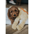 Load image into Gallery viewer, Rosewood My Dog Lion Plush Toy Interactive Stuffed Dog Toy for Pets Soft Cuddly Companion
