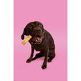 Load image into Gallery viewer, Pawtential Collagen Chew Salmon Flavour Large 110g Dog Treats for Joint & Coat Health
