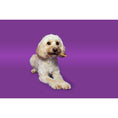 Load image into Gallery viewer, Pawtential Collagen Chew XS Salmon Flavour Healthy Dog Treats, 6 Sticks
