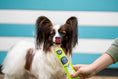 Load image into Gallery viewer, Woof&Brew Paw Pops for Dogs  - Freeze Pops for Dogs
