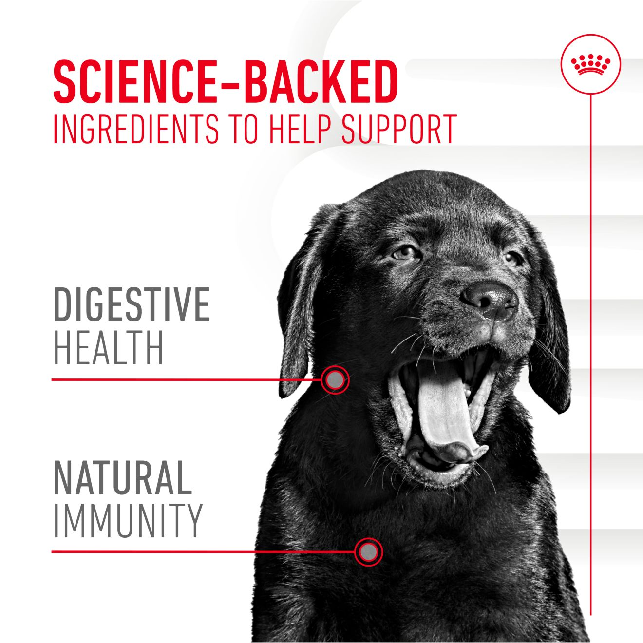 Royal Canin Puppy Supplement for Immunity & Digestion Soft Chews  100g