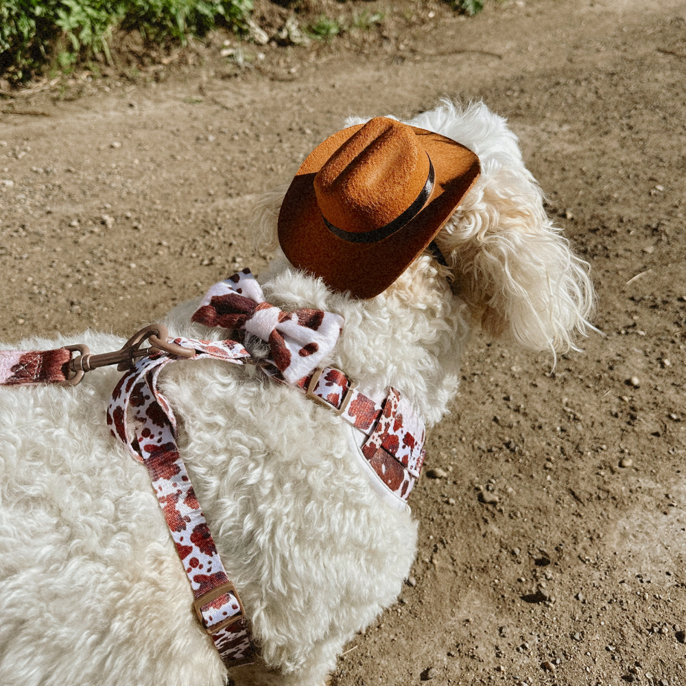 Rodeo Pup Dog Hat: Medium