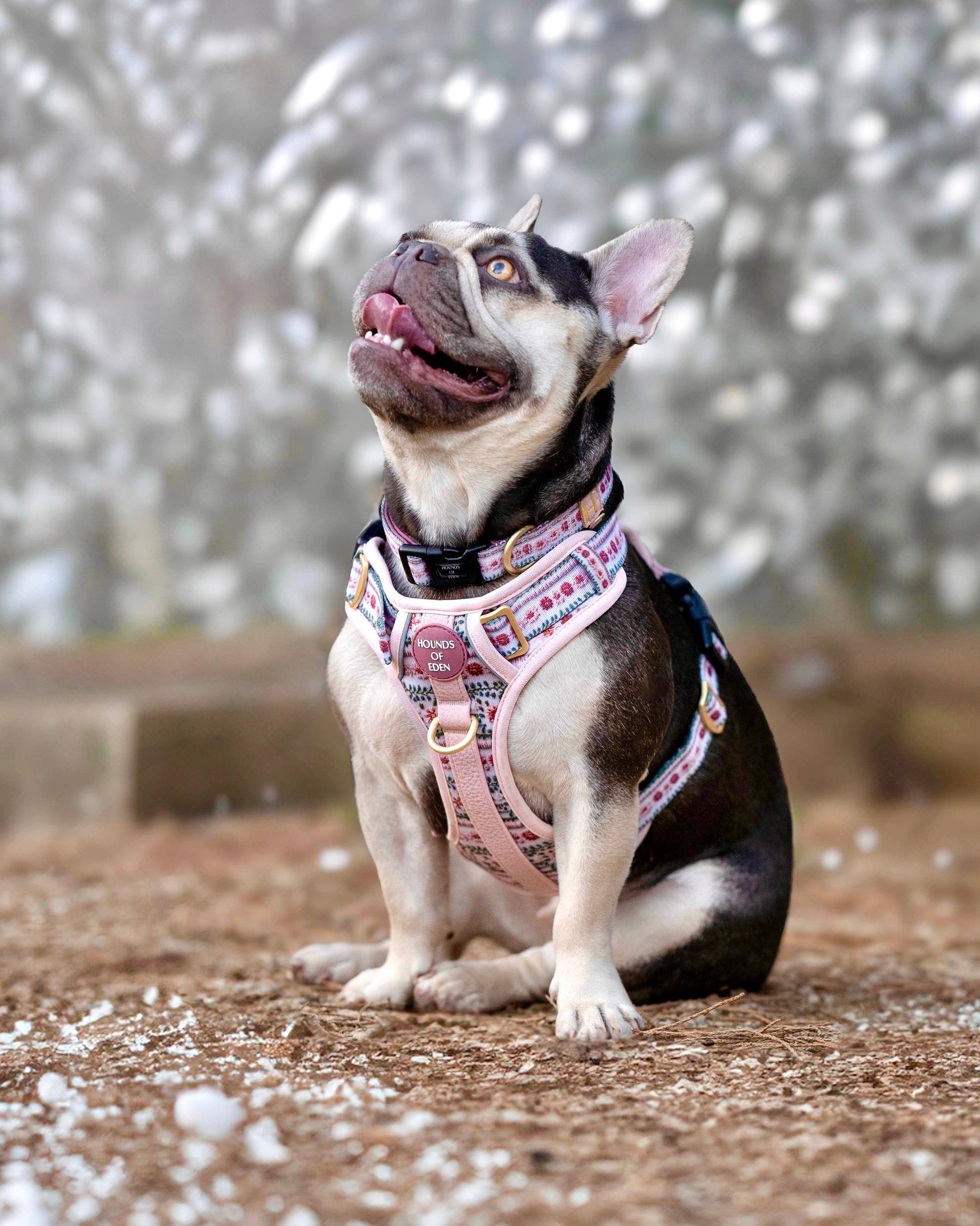 Bella's Jumper Supaw Strong Lite™ Dog Harness (XS-XL): Medium