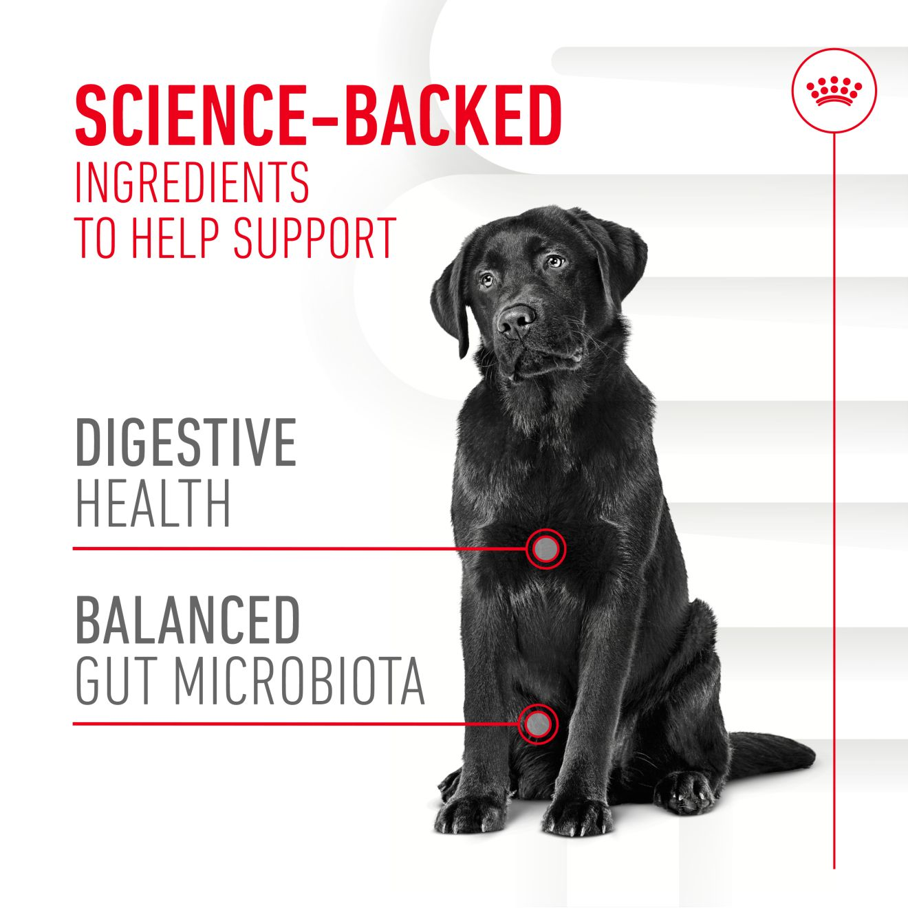 Royal Canin Dog Supplement for Digestion Soft Chews  160g