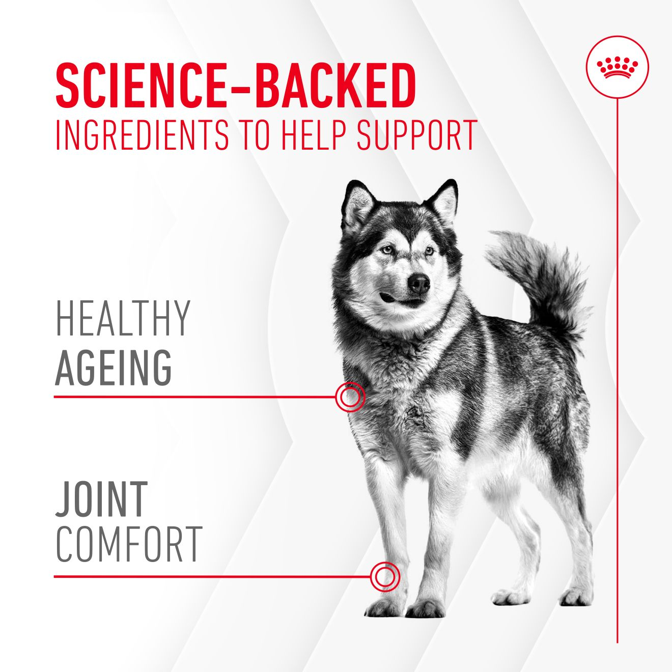 Royal Canin Dog Supplement for Joint & Ageing Soft Chews  240g