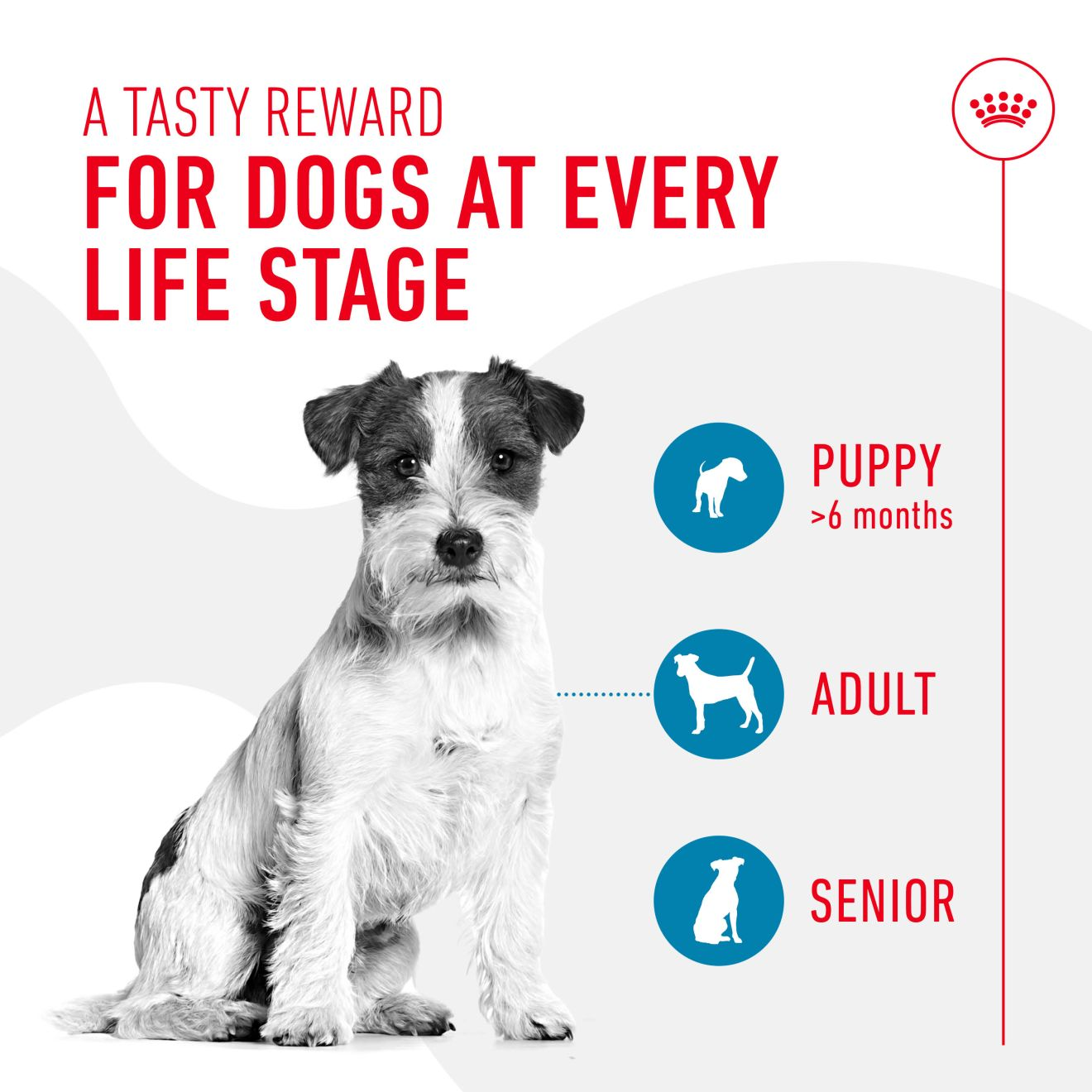 Royal Canin Dog Treats for Training  110g