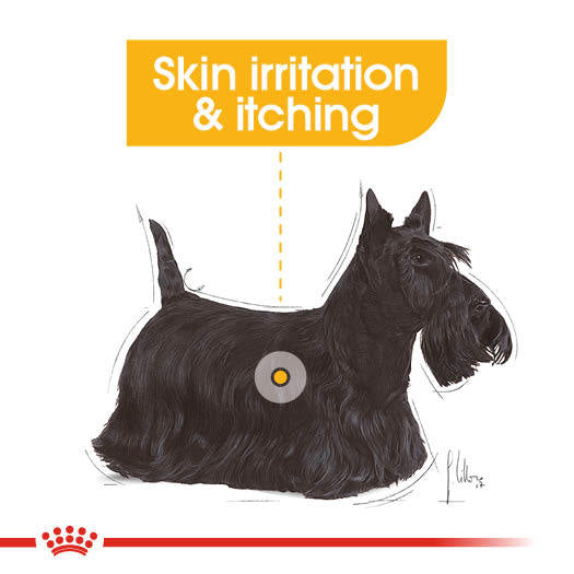 Royal Canin Dermacomfort Adult Wet Dog Food Pouches