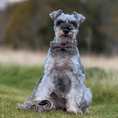 Load image into Gallery viewer, Bow Tie - Colour Drops - Heritage Plaid
