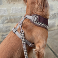 Load image into Gallery viewer, Cotswolds Check Adjustable Neck HARNESS: L
