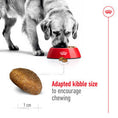 Load image into Gallery viewer, Royal Canin Maxi Dry Adult Dog Food 3kg
