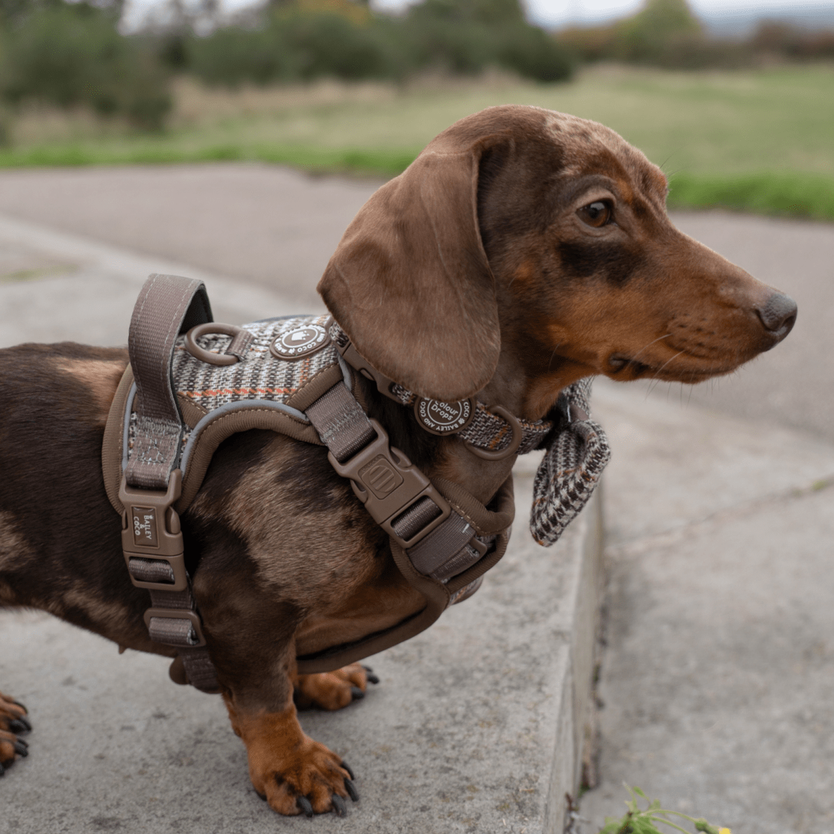 Trail & Glow Tweed Dog Harness & Lead Set - Colour Drops - Heritage Plaid: XS