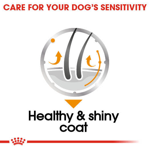 Royal Canin Coat Care Wet Pouches Adult Dog Food