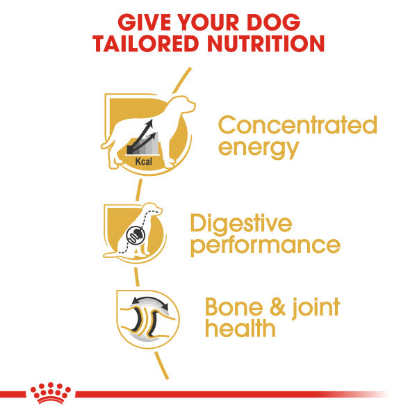 Royal Canin Dane Adult Dry Dog Food