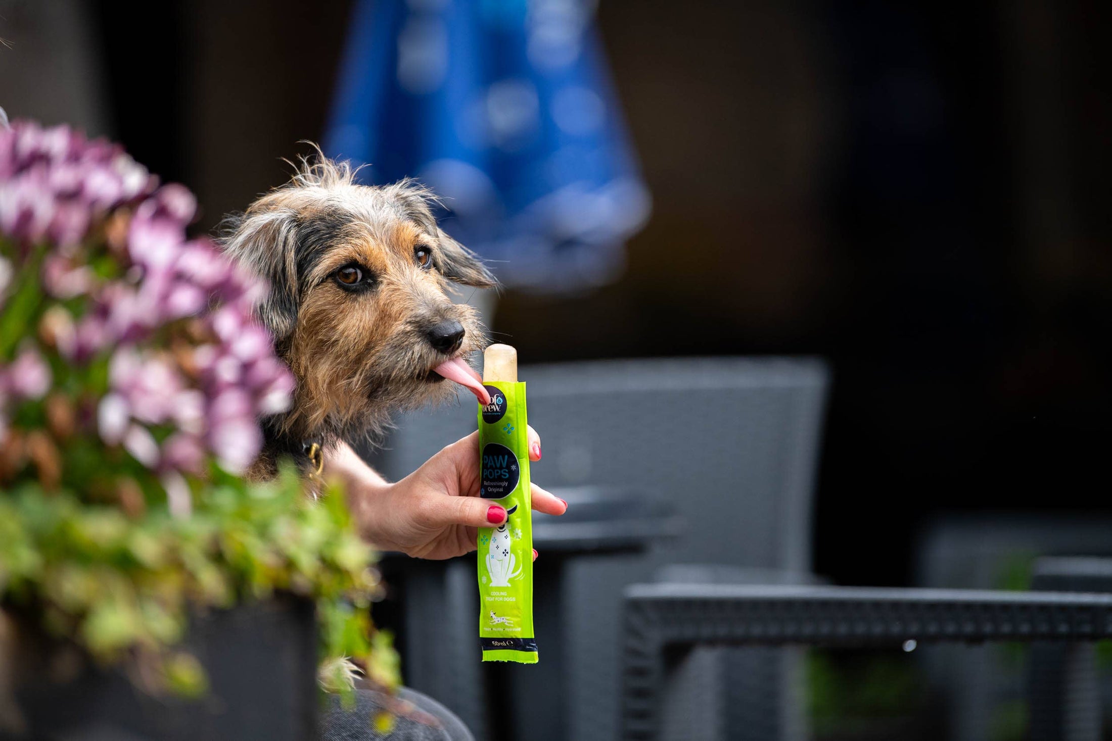 Woof&Brew Paw Pops for Dogs  - Freeze Pops for Dogs