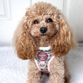 Load image into Gallery viewer, Bella's Jumper Dog Collar + Tag Holder: Medium
