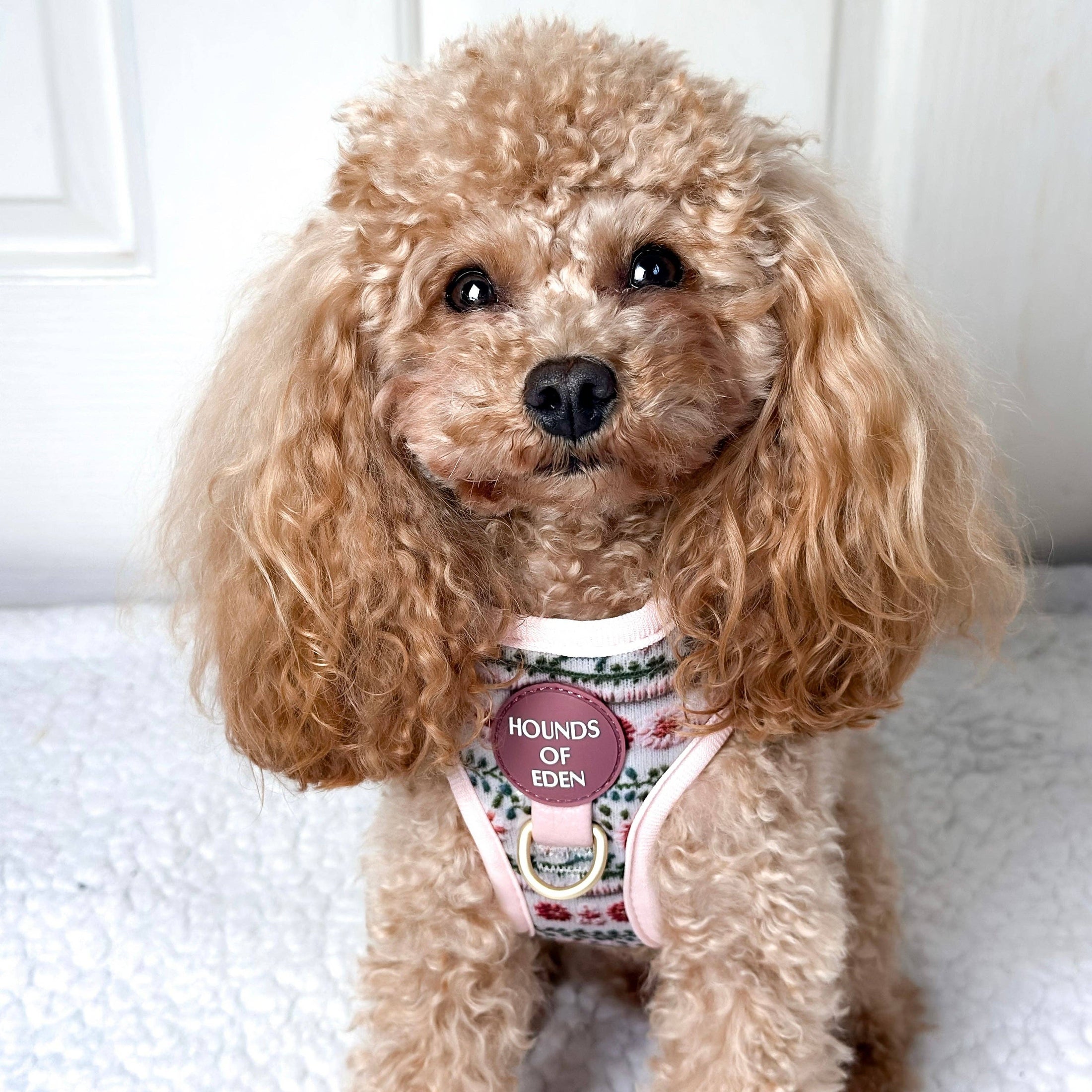 Bella's Jumper Dog Collar + Tag Holder: Medium