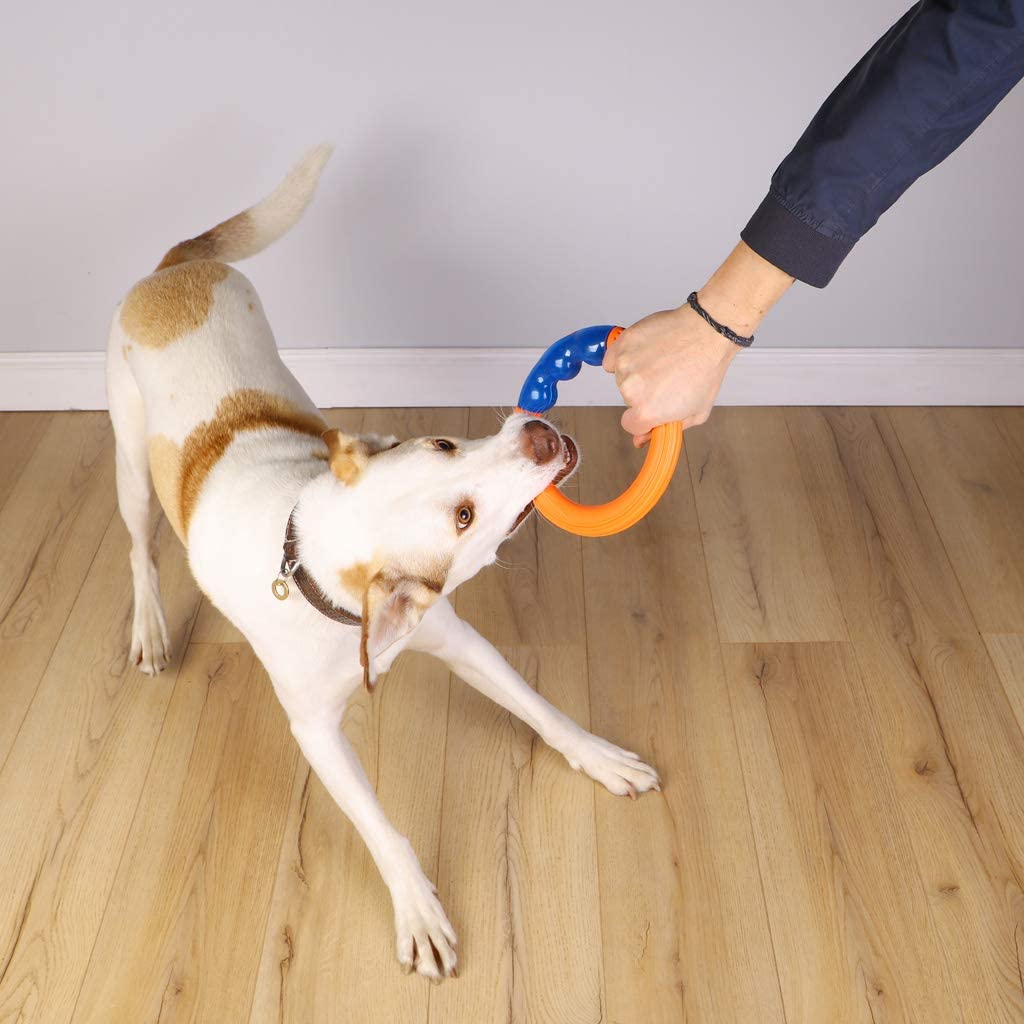 Astrodog Ring Interactive Orbit