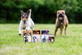 Load image into Gallery viewer, Golden Paste Co. Turmeric Capsules for Dogs & Cats 90 Pack – Joint & Health Support

