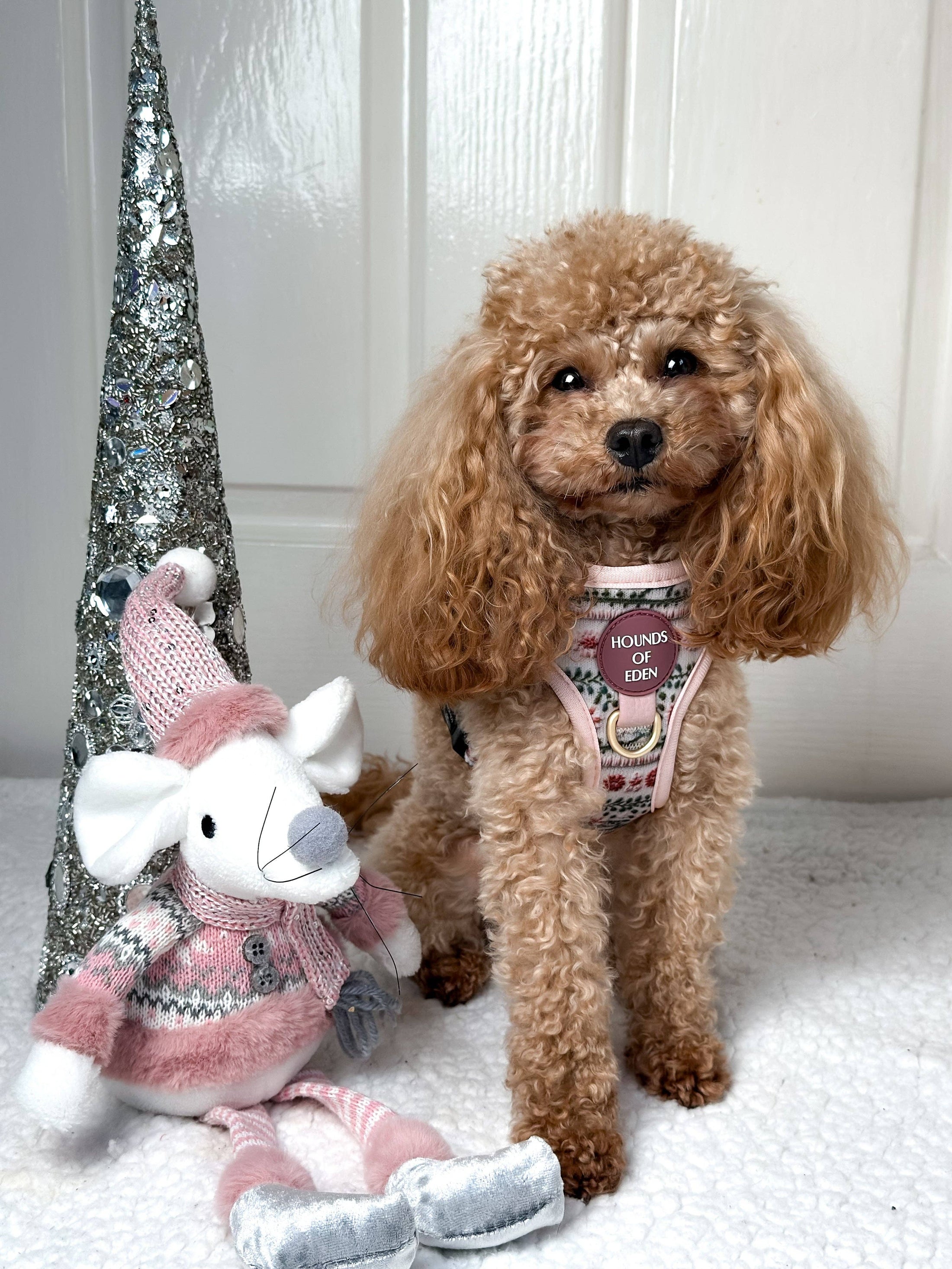 Bella's Jumper Dog Collar + Tag Holder: Medium