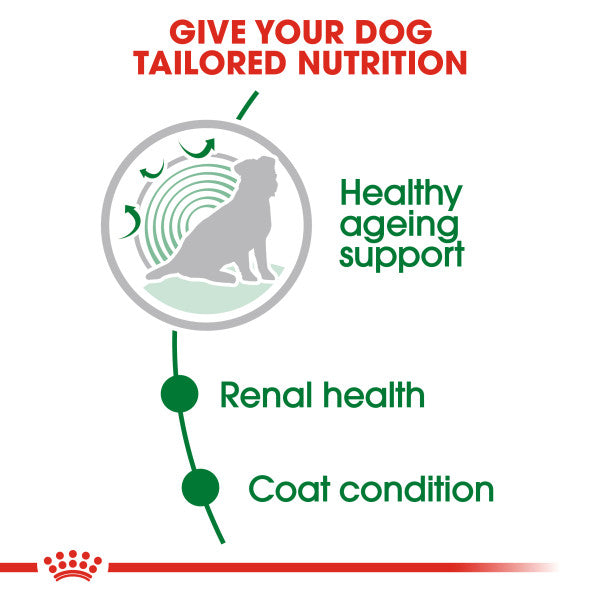 Royal Canin Mini Ageing 12+ Senior in Gravy Wet Dog Food