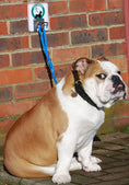 Load image into Gallery viewer, MDC Dog Parking Hook
