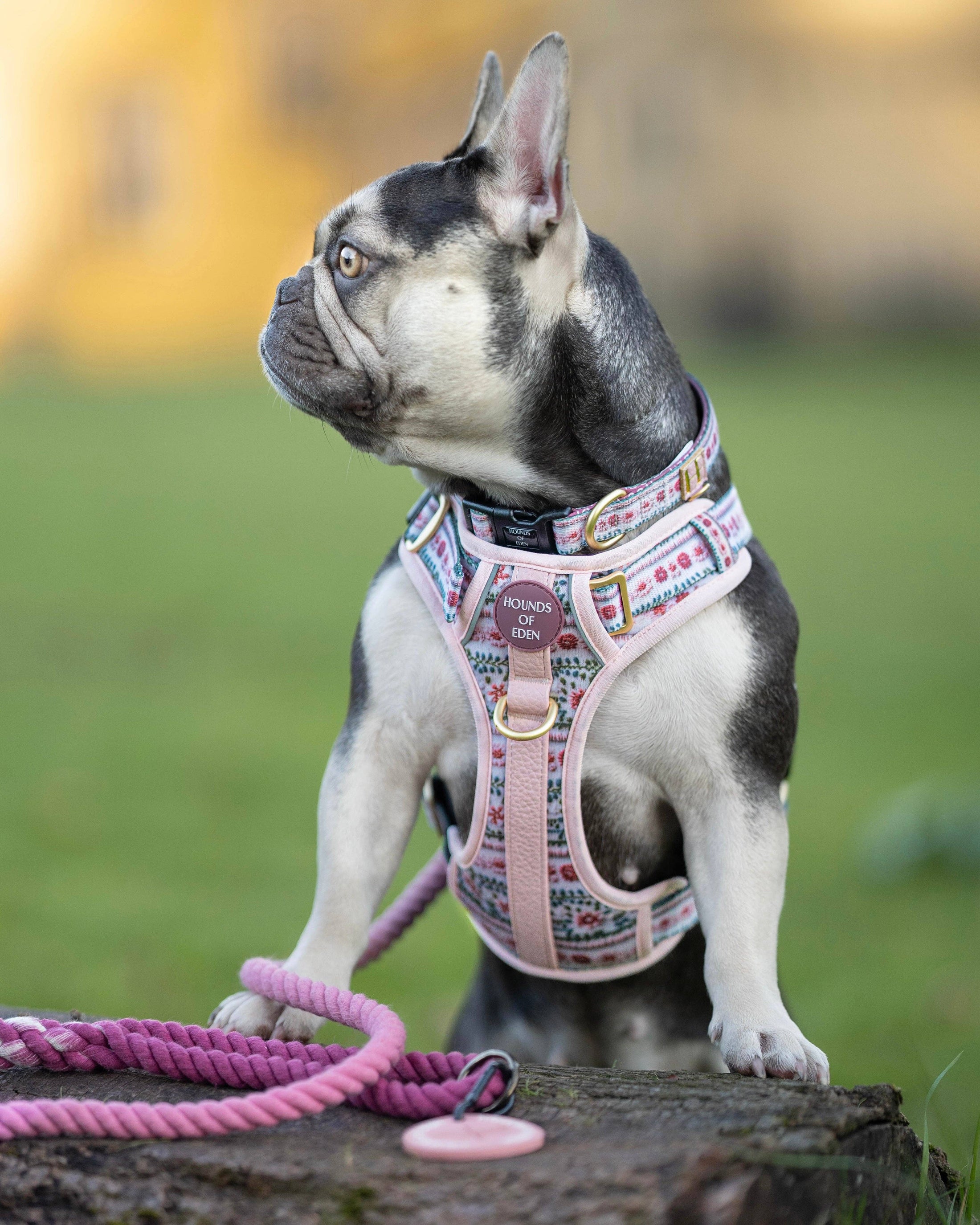 Bella's Jumper Supaw Strong Lite™ Dog Harness (XS-XL): Medium