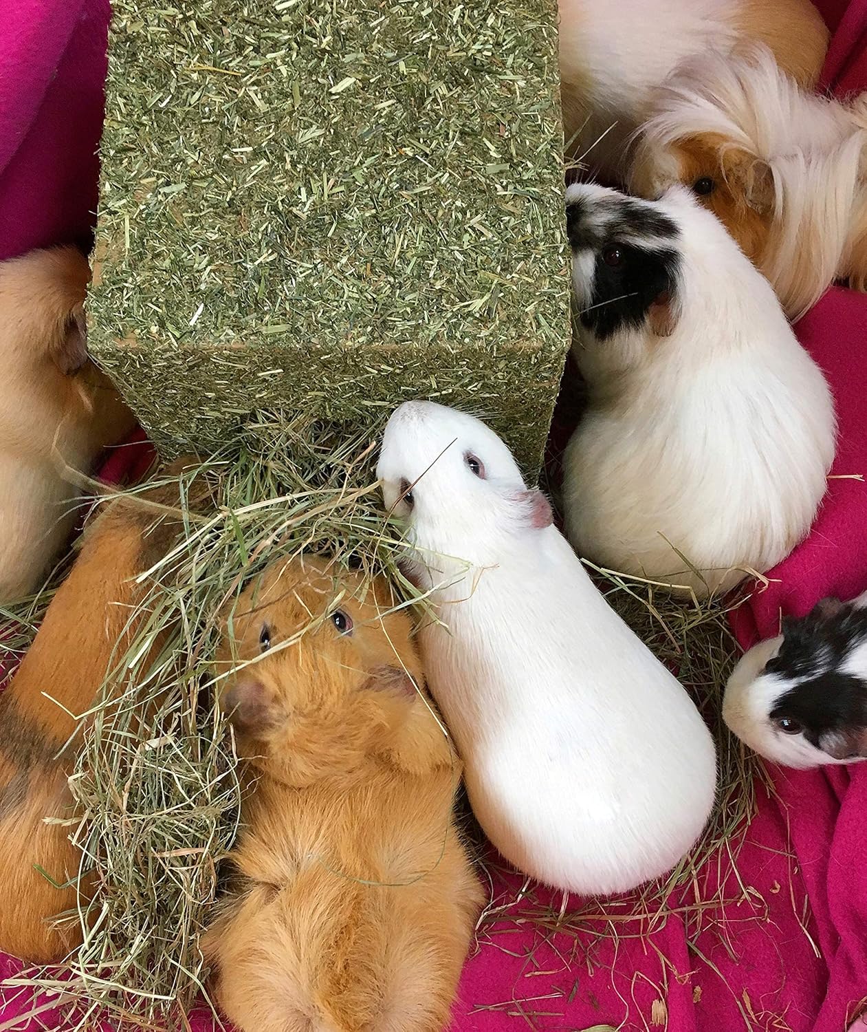 Rosewood “I Love Hay” Enrichment Cube – Edible Fun for Rabbits & Guinea Pigs