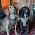 Load image into Gallery viewer, Cotswolds Check Adjustable Neck HARNESS: L

